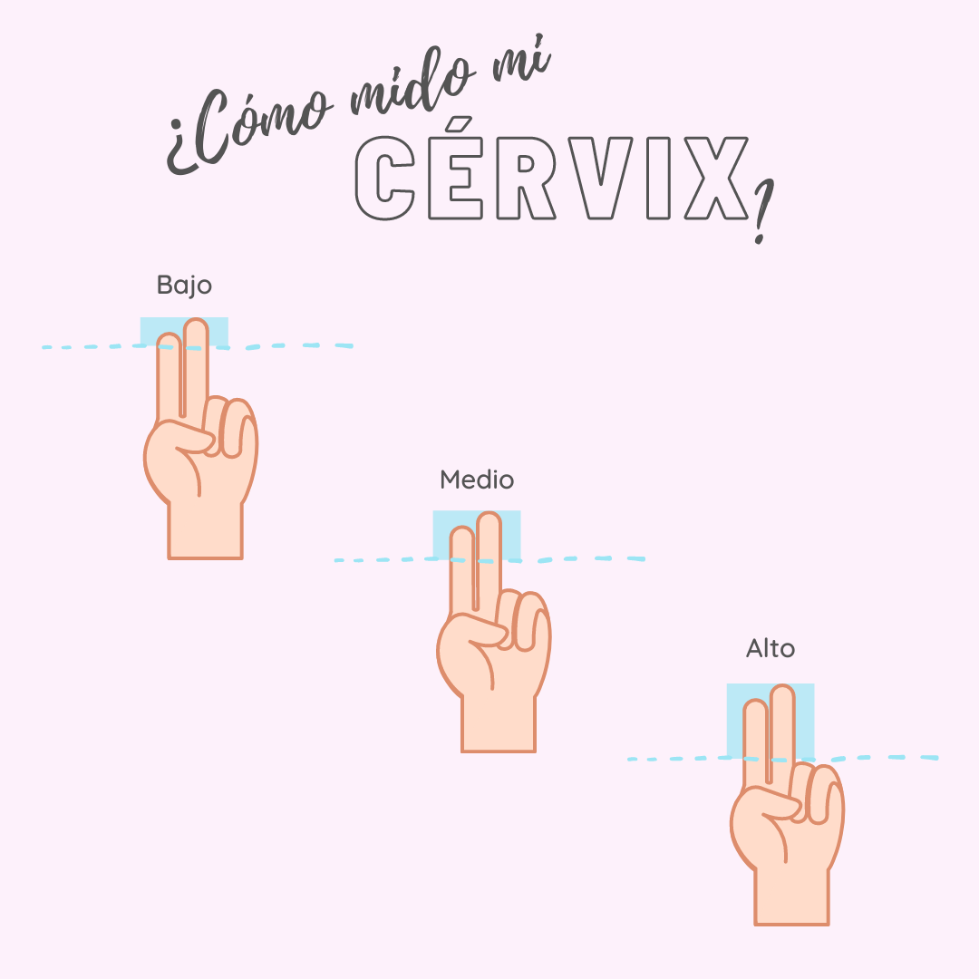 Cómo puedo medir el cérvix para elegir mi copa menstrual? – GlupCup!