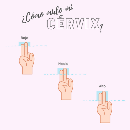 como medir cervix copa menstrual