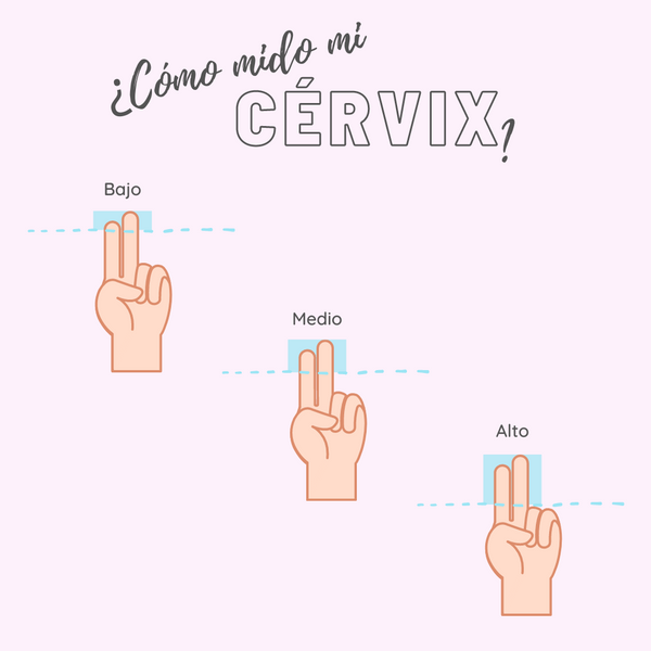 ¿Cómo puedo medir el cérvix para elegir mi copa menstrual?